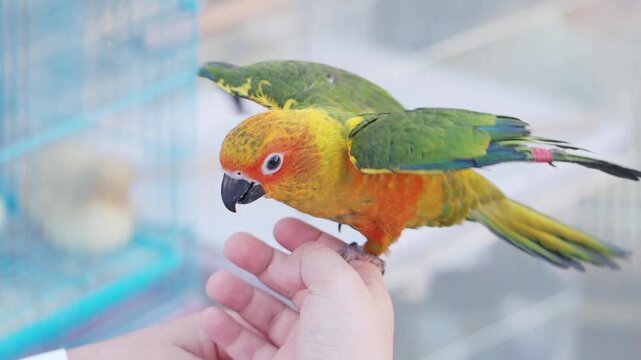 Colorful parrot perched on hand in a vibrant setting