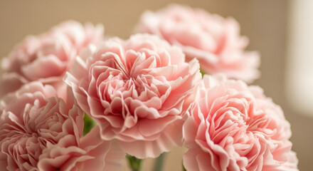 Delicately arranged pastel pink carnations in full bloom clustered together indoors, showcasing ruffled layers of soft petals and gentle natural lighting for serene atmosphere