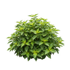 Obraz premium Lush green bush with many leaves on a transparent background