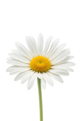 Fototapeta premium Beautiful White Daisy Flower with Yellow Center. Fresh, natural, and cheerful bloom for spring themes, outdoor beauty, and simple aesthetics.