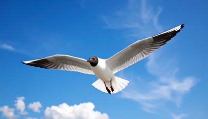 Fototapeta premium A seagull soaring in a vibrant blue sky