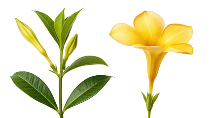 Allamanda Cathartica Flower and Golden Trumpet Flower on transparent background