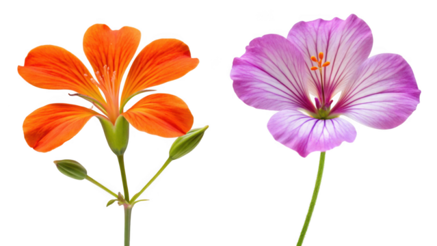 Crane’s-bill Flower and Gulmohar Flower on transparent background
