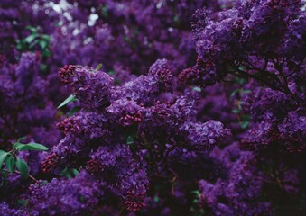 Close-up view of vibrant purple lilac blossoms.
