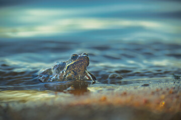 A close-up of a frog sitting in the water, showing intricate details.