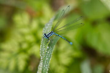 A vibrant blue damselfly perched delicately on a dew-covered blade of grass.