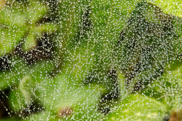 Water droplets cling to a spider web, creating a beautiful macro scene.
