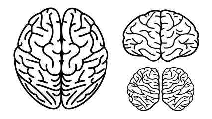 Vector Human Brain Line Art