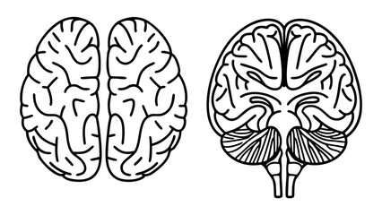 Vector Human Brain Line Art