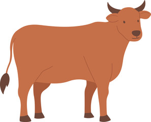 Cow Qurban sacrificial animal for Eid al Adha

