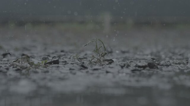 slow motion video of rain falling on small plants in the yard
