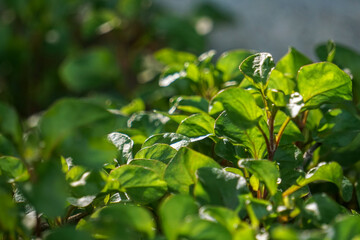 The green watercress plant is planted in a pot, Green watercress leaves, one of the super foods, beneficial for health lovers. High in antioxidants. 
