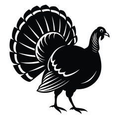 peacock isolated on white