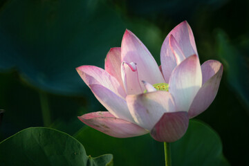 Lotus has been used for many purposes since ancient times because it is a symbol of Buddhist...