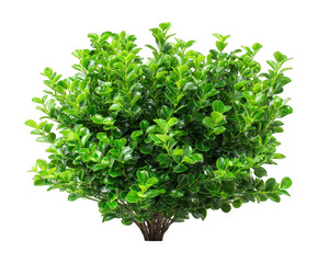 Obraz premium Green bush shrub foliage plant isolated transparency background nature vibrant leafy garden. Lush green bush with dense foliage isolated transparency background perfect for garden design