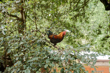 free range chicken on the branch
