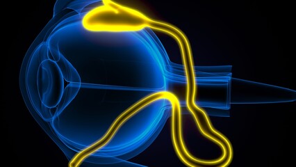 Naklejka premium Human Eye Anatomy. 3D Illustrations