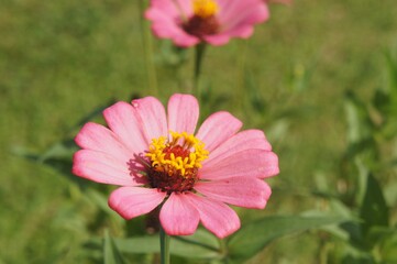 Obraz premium The graceful zinnia, also known as Zinnia elegans, is a flowering plant. The word 