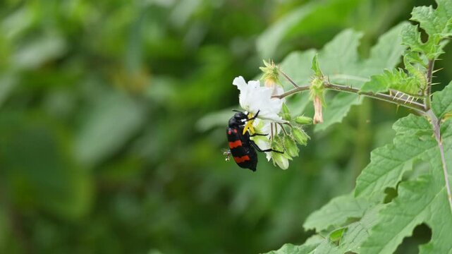 Hycleus polymorphus eating white flower. It &nbsp;is a species of&nbsp;Blister Beetles&nbsp;belonging to the family&nbsp;Meloidae&nbsp;subfamily&nbsp;Meloinae.  They eat all types of flowers.