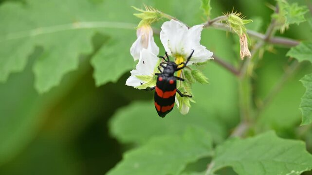 Hycleus polymorphus eating white flower. It &nbsp;is a species of&nbsp;Blister Beetles&nbsp;belonging to the family&nbsp;Meloidae&nbsp;subfamily&nbsp;Meloinae.  They eat all types of flowers.
