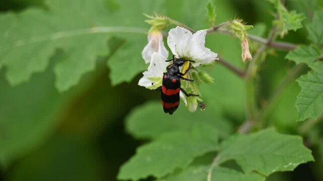 Hycleus polymorphus eating white flower. It &nbsp;is a species of&nbsp;Blister Beetles&nbsp;belonging to the family&nbsp;Meloidae&nbsp;subfamily&nbsp;Meloinae.  They eat all types of flowers.