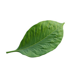 Fototapeta premium Detailed close-up of a vibrant green leaf.
