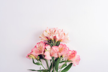 Pink alstroemeria flowers with green leaves on white background. Top view, flat lay, copy space