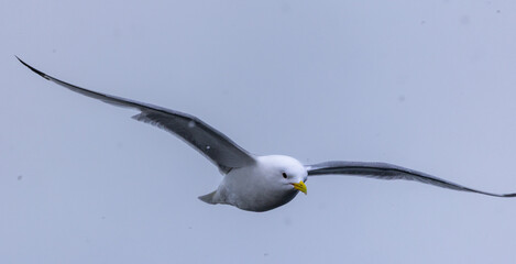 Black-Legged Kittiwake (rissa tridactyla) in flight in Svalbard, Norway  