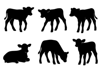 Silhouette illustrations depicting six calves in various poses, including standing, lying down, and grazing.