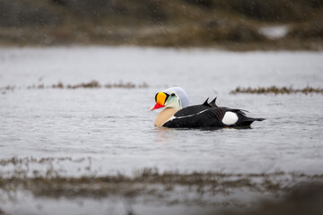 King Eider (somateria mollissima) in Icelandic waters, Iceland