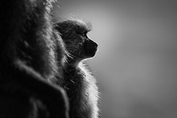 Black and white portrait of a baby yellow baboon (papio cynocephalus), Kenya