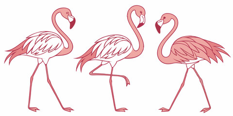 Obraz premium Set of Three Flamingos in Different Poses - Line Art Vector Illustration