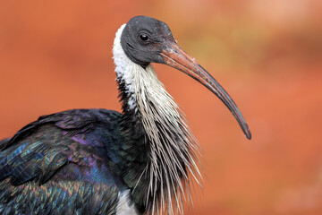 Close up portrait of a Straw-necked Ibis (Threskiornis spinicollis)