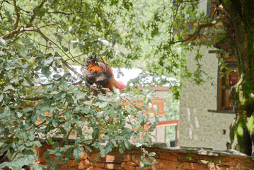 free range chicken on the branch