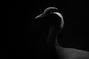 Black and white close-up portrait of a Demoiselle Crane (Grus virgo)