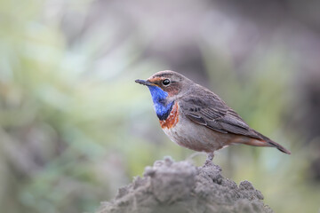 Portrait of a Bluethroat (Luscinia svecica) perched on a fench pole, Belgium