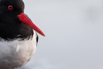 Close up portrait of an Oystercatcher (Haematopus ostralegus)