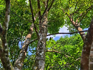 Gaharu tree (Aquilaria malaccensis) in the morning