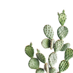Close-up of a cactus plant