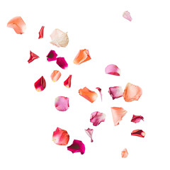 Delicate rose petals scattered on black