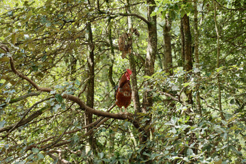 free range chicken on the branch
