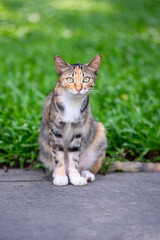 The cat is sitting on the ground in the garden.
