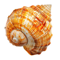 Obraz premium Close-up of a colorful sea snail shell