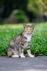 The cat is sitting on the ground in the garden.
