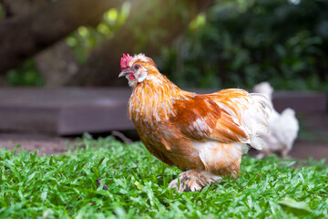Orange Rooster is mix of thai bantam with silkie chicken in molting period in garden on green grass.