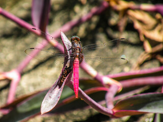 Dragonfly with striking pink abdomen rests on purple plant stem