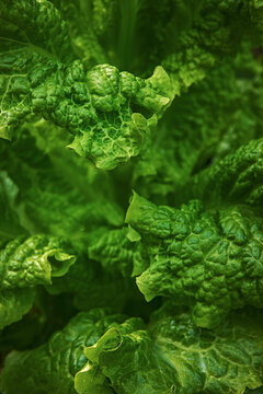 Fresh Lettuce growing in the garden