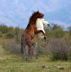 Wild Stallions Sparring in Desert Hills