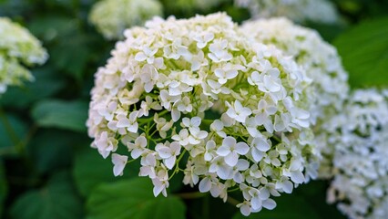 Capture the beauty of a white hydrangea in full bloom. This image highlights the delicate petals and details of the flower, with a lush green backdrop. Ideal for botanical themes.