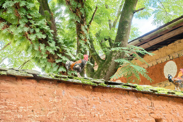 free range chicken on the fence